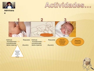 Adivinanz
a

Estímulo
Incondicionado
Incondicionada
(leche materna)

Estímulo
neutro
(acaricia
r la
frente)

Respuesta

(Succión)

Estímulo
Incondicionado
Incondicionada
(leche materna)

Respuesta

(Succión)

Estímulo
Condicionad
o (acariciar
la frente)

Respuesta
Condicionad
a (succión)

 