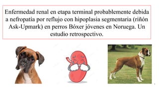 Enfermedad renal en etapa terminal probablemente debida
a nefropatía por reflujo con hipoplasia segmentaria (riñón
Ask-Upmark) en perros Bóxer jóvenes en Noruega. Un
estudio retrospectivo.
1
 