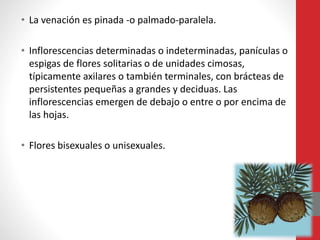 • La venación es pinada -o palmado-paralela.
• Inflorescencias determinadas o indeterminadas, panículas o
espigas de flores solitarias o de unidades cimosas,
típicamente axilares o también terminales, con brácteas de
persistentes pequeñas a grandes y deciduas. Las
inflorescencias emergen de debajo o entre o por encima de
las hojas.
• Flores bisexuales o unisexuales.
 