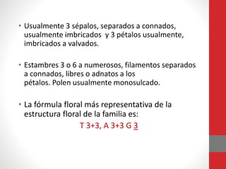 • Usualmente 3 sépalos, separados a connados,
usualmente imbricados y 3 pétalos usualmente,
imbricados a valvados.
• Estambres 3 o 6 a numerosos, filamentos separados
a connados, libres o adnatos a los
pétalos. Polen usualmente monosulcado.
• La fórmula floral más representativa de la
estructura floral de la familia es:
T 3+3, A 3+3 G 3
 