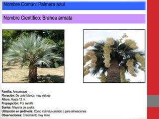 Familia Arecaceae
