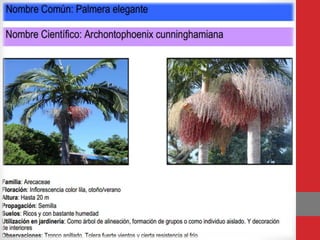 Familia Arecaceae