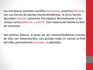 • Las arecáeceas (nombre científico Arecaceae, sinónimo Palmae),
son una familia de plantas monocotiledóneas, la única familia
del orden Arecales (sinónimo Principales). Normalmente se les
conoce como palmeras o palmas. Esta importante familia es fácil
de reconocer.
• Son plantas leñosas. A pesar de ser monocotiledóneas muchas
de ellas son arborescentes, con grandes hojas en corona al final
del tallo, generalmente pinnadas o palmadas
 