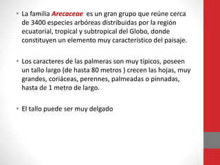 • La familia Arecaceae es un gran grupo que reúne cerca
de 3400 especies arbóreas distribuidas por la región
ecuatorial, tropical y subtropical del Globo, donde
constituyen un elemento muy característico del paisaje.
• Los caracteres de las palmeras son muy típicos, poseen
un tallo largo (de hasta 80 metros ) crecen las hojas, muy
grandes, coriáceas, perennes, palmeadas o pinnadas,
hasta de 1 metro de largo.
• El tallo puede ser muy delgado
 