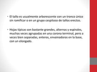 • El tallo es usualmente arborescente con un tronco único
sin ramificar o en un grupo cespitoso de tallos erectos.
• Hojas típicas son bastante grandes, alternas y espirales,
muchas veces agrupadas en una corona terminal, pero a
veces bien separadas, enteras, envainadoras en la base,
con un elongado.
 