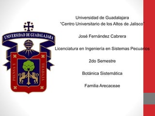 Universidad de Guadalajara
“Centro Universitario de los Altos de Jalisco”
José Fernández Cabrera
Licenciatura en Ingeniería en Sistemas Pecuarios
2do Semestre
Botánica Sistemática
Familia Arecaceae
 