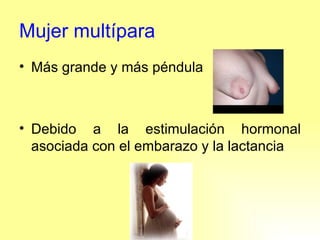 Mujer multípara Más grande y más péndula Debido a la estimulación hormonal asociada con el embarazo y la lactancia 
