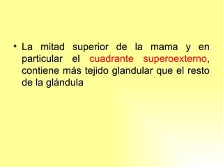 La mitad superior de la mama y en particular el  cuadrante superoexterno , contiene más tejido glandular que el resto de la glándula 