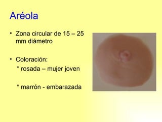 Aréola Zona circular de 15 – 25 mm diámetro Coloración:  * rosada – mujer joven * marrón - embarazada 