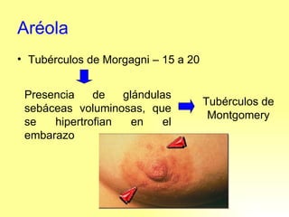 Aréola Tubérculos de Morgagni – 15 a 20 Presencia de glándulas sebáceas voluminosas, que se hipertrofian en el embarazo Tubérculos de Montgomery 