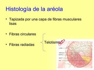 Histología de la aréola Tapizada por una capa de fibras musculares lisas Fibras circulares  Fibras radiadas Telotismo 