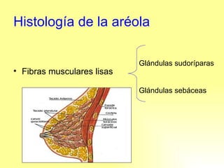 Histología de la aréola Fibras musculares lisas Glándulas sudoríparas Glándulas sebáceas 