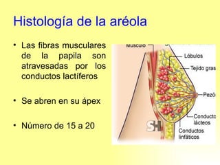 Histología de la aréola Las fibras musculares de la papila son atravesadas por los conductos lactíferos  Se abren en su ápex Número de 15 a 20 