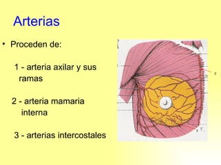 Arterias Proceden de: 1 - arteria axilar y sus  ramas 2 - arteria mamaria  interna  3 - arterias intercostales 2 3 
