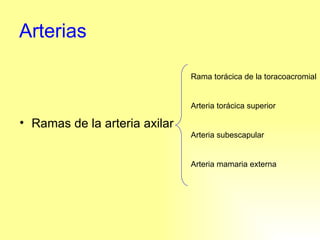 Arterias Ramas de la arteria axilar Rama torácica de la toracoacromial Arteria torácica superior Arteria subescapular Arteria mamaria externa 