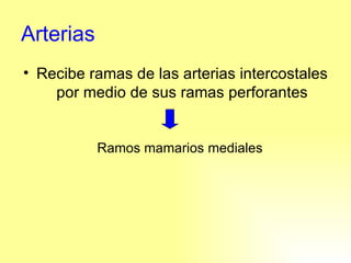 Arterias Recibe ramas de las arterias intercostales por medio de sus ramas perforantes Ramos mamarios mediales 