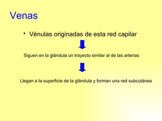Venas Vénulas originadas de esta red capilar   Llegan a la superficie de la glándula y forman una red subcutánea Siguen en la glándula un trayecto similar al de las arterias 
