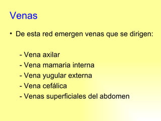Venas De esta red emergen venas que se dirigen: - Vena axilar - Vena mamaria interna - Vena yugular externa - Vena cefálica - Venas superficiales del abdomen 