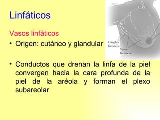 Linfáticos Vasos linfáticos Origen: cutáneo y glandular Conductos que drenan la linfa de la piel convergen hacia la cara profunda de la piel de la aréola y forman el plexo subareolar 