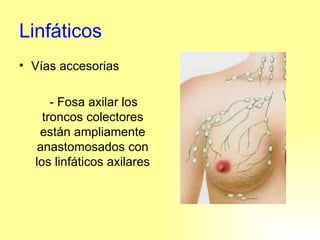 Linfáticos Vías accesorias - Fosa axilar los troncos colectores están ampliamente anastomosados con los linfáticos axilares 