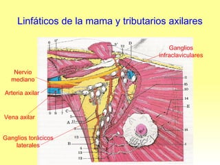 Linfáticos de la mama y tributarios axilares Arteria axilar Nervio mediano Vena axilar Ganglios torácicos laterales Ganglios infraclaviculares 