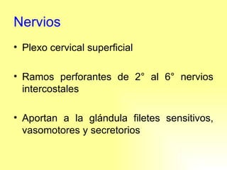 Nervios Plexo cervical superficial Ramos perforantes de 2° al 6° nervios intercostales Aportan a la glándula filetes sensitivos, vasomotores y secretorios 