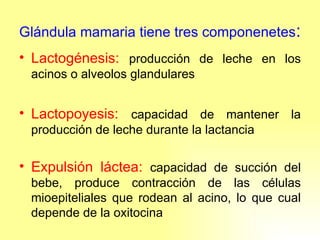 Glándula mamaria tiene tres componenetes : Lactogénesis:   producción de leche en los acinos o alveolos glandulares Lactopoyesis:   capacidad de mantener la producción de leche durante la lactancia Expulsión láctea:   capacidad de succión del bebe, produce contracción de las células mioepiteliales que rodean al acino, lo que cual depende de la oxitocina 