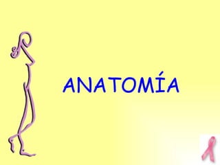 ANATOMÍA 
