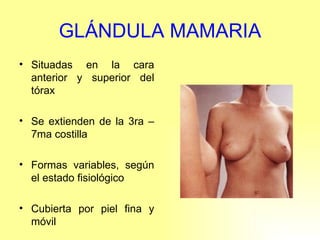 GLÁNDULA MAMARIA Situadas en la cara anterior y superior del tórax Se extienden de la 3ra – 7ma costilla Formas variables, según el estado fisiológico Cubierta por piel fina y móvil 