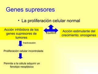 Genes supresores La proliferación celular normal Acción estimulante del crecimiento; oncogenes Equilibrio Acción inhibidora de los genes supresores de tumores Proliferación celular incontrolada Inactivacaión Permite a la célula adquirir un fenotipo neoplásico 