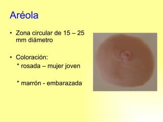 Aréola Zona circular de 15 – 25 mm diámetro Coloración:  * rosada – mujer joven * marrón - embarazada 