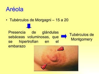 Aréola Tubérculos de Morgagni – 15 a 20 Presencia de glándulas sebáceas voluminosas, que se hipertrofian en el embarazo Tubérculos de Montgomery 