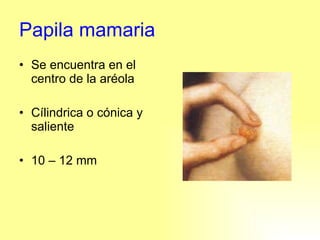 Papila mamaria Se encuentra en el centro de la aréola Cílindrica o cónica y saliente 10 – 12 mm 