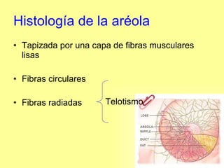 Histología de la aréola Tapizada por una capa de fibras musculares lisas Fibras circulares  Fibras radiadas Telotismo 
