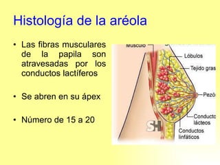 Histología de la aréola Las fibras musculares de la papila son atravesadas por los conductos lactíferos  Se abren en su ápex Número de 15 a 20 