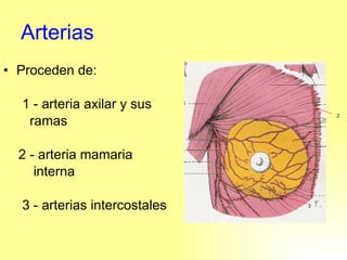 Arterias Proceden de: 1 - arteria axilar y sus  ramas 2 - arteria mamaria  interna  3 - arterias intercostales 2 3 