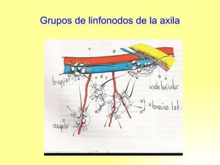 Grupos de linfonodos de la axila 