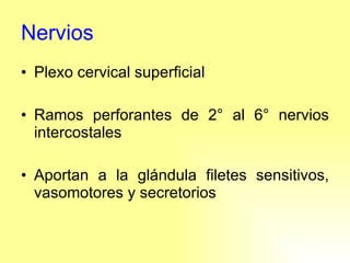 Nervios Plexo cervical superficial Ramos perforantes de 2° al 6° nervios intercostales Aportan a la glándula filetes sensitivos, vasomotores y secretorios 