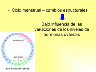 Ciclo menstrual – cambios estructurales Bajo influencia de las variaciones de los niveles de hormonas ováricas 