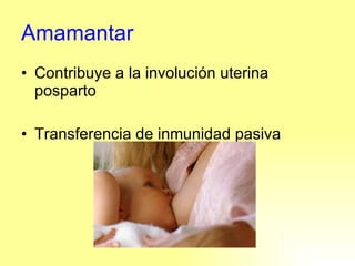 Amamantar Contribuye a la involución uterina posparto Transferencia de inmunidad pasiva 