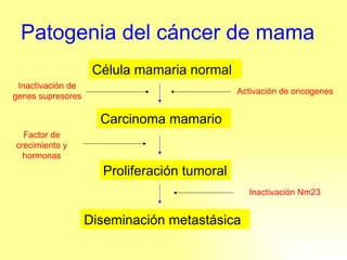 Patogenia del cáncer de mama Célula mamaria normal Carcinoma mamario Proliferación tumoral Diseminación metastásica Inactivación de genes supresores Activación de oncogenes Factor de crecimiento y hormonas Inactivación Nm23 