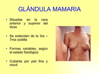 GLÁNDULA MAMARIA Situadas en la cara anterior y superior del tórax Se extienden de la 3ra – 7ma costilla Formas variables, según el estado fisiológico Cubierta por piel fina y móvil 