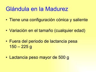 Glándula en la Madurez Tiene una configuración cónica y saliente Variación en el tamaño (cualquier edad) Fuera del periodo de lactancia pesa  150 – 225 g Lactancia peso mayor de 500 g 