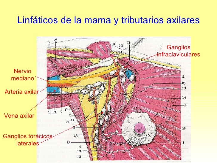 Linfonodos Axilares