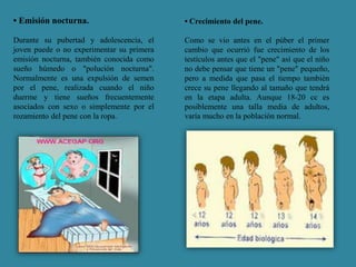• Emisión nocturna. 
Durante su pubertad y adolescencia, el 
joven puede o no experimentar su primera 
emisión nocturna, también conocida como 
sueño húmedo o "polución nocturna". 
Normalmente es una expulsión de semen 
por el pene, realizada cuando el niño 
duerme y tiene sueños frecuentemente 
asociados con sexo o simplemente por el 
rozamiento del pene con la ropa. 
• Crecimiento del pene. 
Como se vio antes en el púber el primer 
cambio que ocurrió fue crecimiento de los 
testículos antes que el "pene" así que el niño 
no debe pensar que tiene un "pene" pequeño, 
pero a medida que pasa el tiempo también 
crece su pene llegando al tamaño que tendrá 
en la etapa adulta. Aunque 18-20 cc es 
posiblemente una talla media de adultos, 
varía mucho en la población normal. 
 