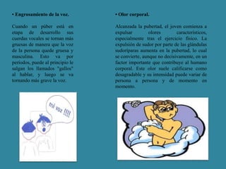 • Engrosamiento de la voz. 
Cuando un púber está en 
etapa de desarrollo sus 
cuerdas vocales se tornan más 
gruesas de manera que la voz 
de la persona quede gruesa y 
masculina. Esto va por 
períodos, puede al principio le 
salgan los llamados "gallos" 
al hablar, y luego se va 
tornando más grave la voz. 
• Olor corporal. 
Alcanzada la pubertad, el joven comienza a 
expulsar olores característicos, 
especialmente tras el ejercicio físico. La 
expulsión de sudor por parte de las glándulas 
sudoríparas aumenta en la pubertad, lo cual 
se convierte, aunque no decisivamente, en un 
factor importante que contribuye al humano 
corporal. Este olor suele calificarse como 
desagradable y su intensidad puede variar de 
persona a persona y de momento en 
momento. 
 