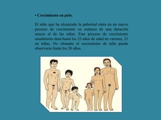 • Crecimiento en pelo. 
El niño que ha alcanzado la pubertad entra en un nuevo 
proceso de crecimiento en estatura de una duración 
mayor al de las niñas. Este proceso de crecimiento 
usualmente dura hasta los 23 años de edad en varones, 21 
en niñas. No obstante el crecimiento de talla puede 
observarse hasta los 26 años. 
 