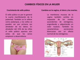 CAMBIOS FÍSICOS EN LA MUJER 
Crecimiento de vello púbico 
El vello púbico es por lo general 
la cuarta manifestación de la 
pubertad. También se le refiere 
como pubarquia, y los vellos se 
pueden ver por primera vez 
alrededor de los labios. En 
alrededor del 15% de las niñas 
el vello púbico aparece aún 
antes de que los senos 
empiecen a desarrollarse. 
Cambios en la vagina, el útero y los ovarios. 
La membrana mucosa de la 
vagina también cambia en 
respuesta de los niveles 
ascendentes de estrógenos, 
engordando y adquiriendo un 
color rosáceo. También las 
características secreciones 
blancuzcas son un efecto 
normal de los estrógenos. 
 