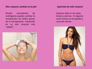 Olor corporal, cambios en la piel 
Niveles ascendentes de 
andrógenos pueden cambiar la 
composición de ácidos grasos 
de la transpiración, resultando 
en un olor corporal más 
"adulto". 
Aparición de vello corporal 
Aparece vello en las axilas, 
brazos y piernas. En algunos 
casos incluso en la espalda y 
zona del vientre. 
 
