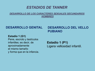 ESTADIOS DE TANNER 
DESARROLLO DE LOS CARACTERES SEXUALES SECUNDARIOS 
HOMBRES 
DESARROLLO DEL VELLO 
PUBIANO 
Estadio 1 (G1) 
Pene, escroto y testículos 
infantiles; es decir, de 
aproximadamente 
el mismo tamaño 
y forma que en la infancia. 
Estadio 1 (P1) 
Ligera vellosidad infantil. 
DESARROLLO GENITAL 
 
